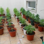 GNR da Lousã desmantelou estufa artesanal de Canábis