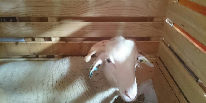 Ovinos reprodutores Serra da Estrela exportados para Angola