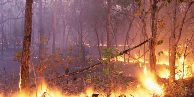 Área ardida em Portugal diminuiu quatro vezes de 2013 para 2014