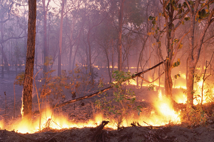 Área ardida em Portugal diminuiu quatro vezes de 2013 para 2014
