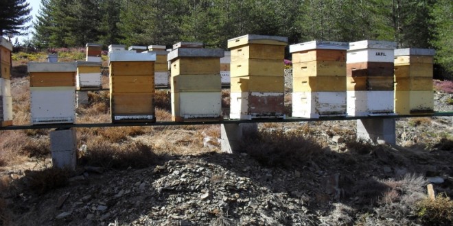 Produção de mel na Lousã poderá aumentar três toneladas