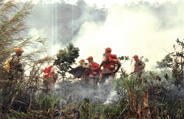 PJ deteve presumível incendiária florestal no concelho de Carregal do Sal