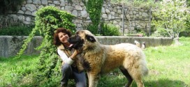 O cão Serra da Estrela está a conquistar clube de amigos pelo mundo