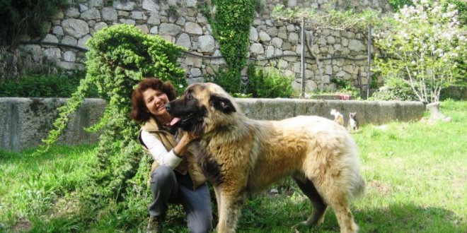 O cão Serra da Estrela está a conquistar clube de amigos pelo mundo