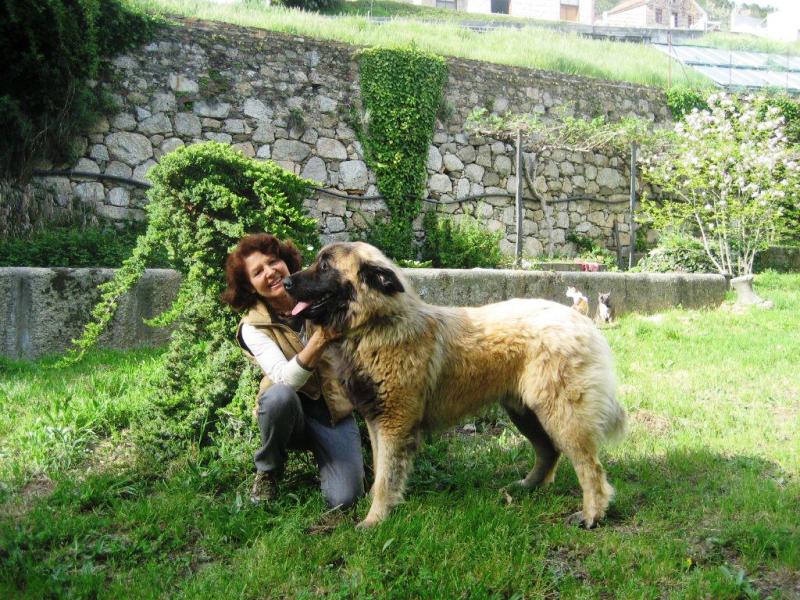 O cão Serra da Estrela está a conquistar clube de amigos pelo mundo