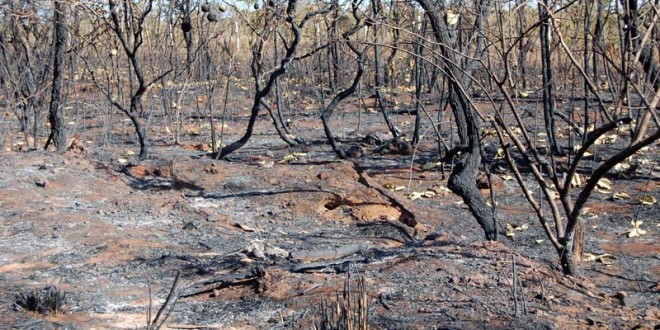 PJ deteve suspeito de atear mais de 50 fogos em Seia, Guarda e Nelas