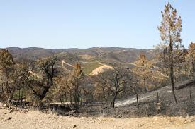 Ferido grave em Seia por queda de pinheiro
