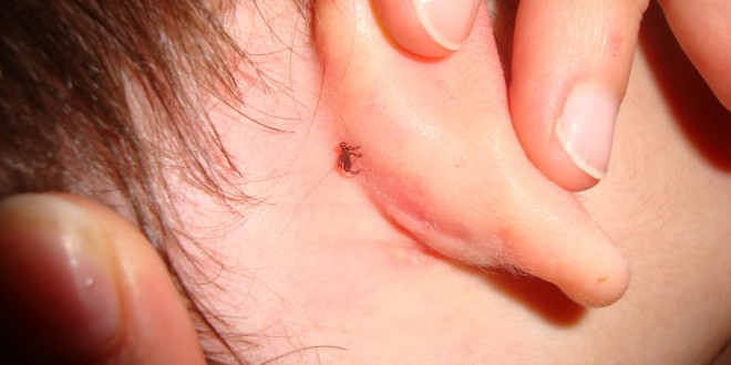 Investigadores da Universidade de Coimbra identificam enzima que poderá combater febre da carraça