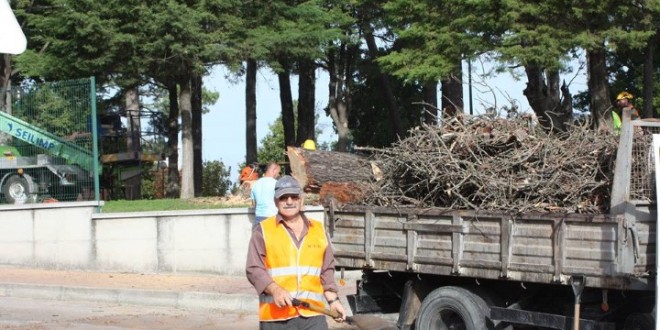 Oliveira do Hospital abate pinheiro seco de grande porte no Parque do Mandanelho