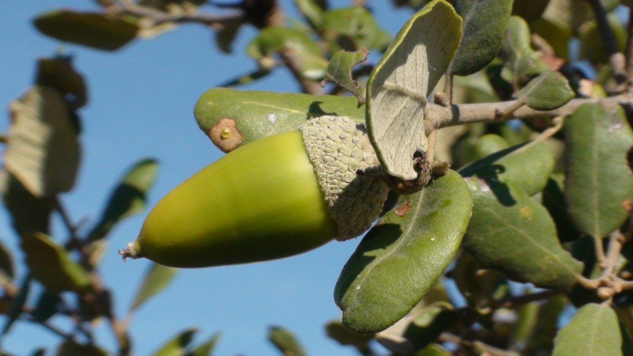 Município de Oliveira do Hospital comemora Dia Mundial da Bolota