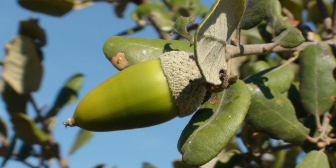 Município de Oliveira do Hospital comemora Dia Mundial da Bolota