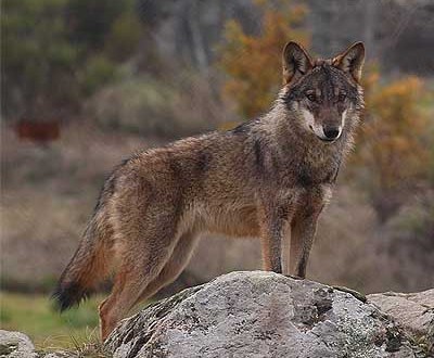 No final de Janeiro, o secretário de Estado anunciou a criação de um grupo de trabalho para actualizar os dados relativos à espécie, a sua localização, o número de alcateias e de presas naturais. O mais recente Censo Nacional do Lobo, de 2005, contabilizou cerca de 300 indivíduos em território nacional distribuídos por 65 alcateias. Segundo Miguel de Castro Neto, o grupo de trabalho irá preparar um plano de acção para conciliar a protecção da espécie e a das explorações agrícolas, podendo propor alterações à lei. A associação ambientalista Quercus reagiu recentemente a estas declarações, que considerou "infelizes e despropositadas", por não assentarem em "qualquer estudo ou estratégia definida a longo prazo" para a conservação do lobo ibérico. "Estudos científicos demonstram que o abate de alguns lobos numa população não leva necessariamente a uma redução da intensidade de ataques ao gado. Pelo contrário, a aplicação de correctas medidas destinadas à protecção e vigilância do gado são a melhor solução para reduzir eficazmente os ataques de lobo", considera a associação num comunicado enviado às redacções. A possibilidade de abrir a espécie à caça está em sintonia com as intenções do Governo espanhol, que em Setembro passado pediu à Comissão Europeia uma alteração à Directiva Habitat no sentido de permitir a caça legal, na zona a sul do rio Douro, de 10% da população destes animais existente na Península Ibérica.