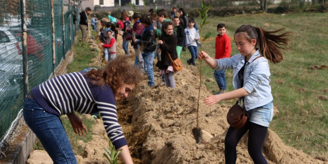 Plantação de Loureiros