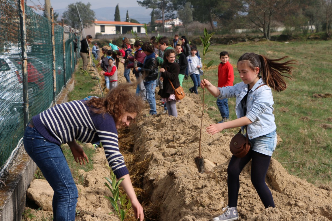 Plantação de Loureiros
